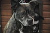 Carlson the Boston Terrier Mix