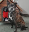Carlson the Boston Terrier Mix