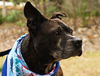 Carlson the Boston Terrier Mix