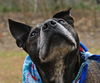 Carlson the Boston Terrier Mix