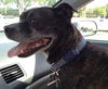 Carlson the Boston Terrier Mix