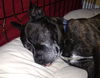 Carlson the Boston Terrier Mix