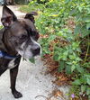 Carlson the Boston Terrier Mix