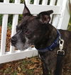 Carlson the Boston Terrier Mix