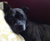 Carlson the Boston Terrier Mix