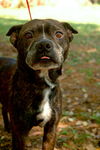 Carlson the Boston Terrier Mix