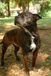 Carlson the Boston Terrier Mix