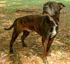 Carlson the Boston Terrier Mix