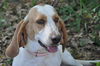 Tessie the Bassett