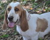 Tessie the Bassett