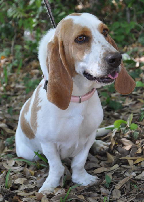 Tessie the Bassett