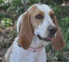 Tessie the Bassett