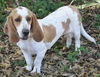 Tessie the Bassett