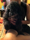 Tobe the Malti-Poo