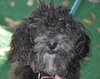 Tobe the Malti-Poo