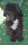 Tobe the Malti-Poo