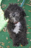 Tobe the Malti-Poo