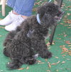 Tobe the Malti-Poo