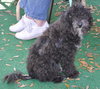 Tobe the Malti-Poo