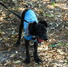 Tobe the Malti-Poo