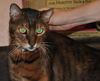 Jack the F1 Declawed Purebred Bengal