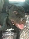 Gator the American Bulldog
