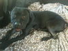 Gator the American Bulldog