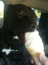 Gator the American Bulldog