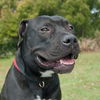 Gator the American Bulldog