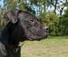 Gator the American Bulldog