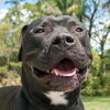 Gator the American Bulldog