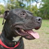 Gator the American Bulldog