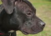 Gator the American Bulldog