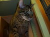 Major the Purrfect Family Cat