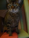 Major the Purrfect Family Cat