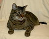 Major the Purrfect Family Cat