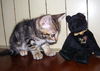 Chantilly the Kitten
