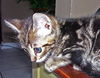 Chantilly the Kitten