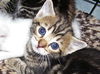 Marcello the Kitten