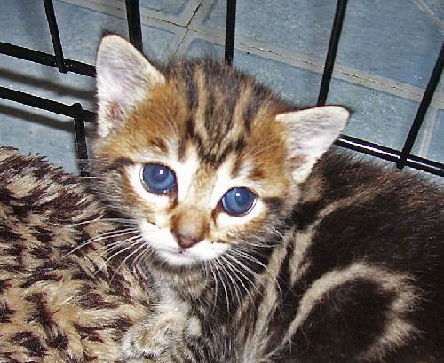 Marcello the Kitten