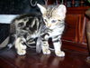 Kingston the Kitten