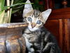 Kingston the Kitten