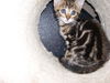 Kingston the Kitten