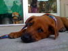 Keira the St. Patrick's Day Pup