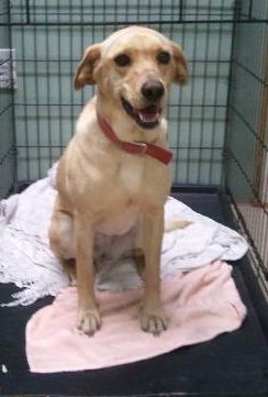 Sassy the Little Lab