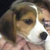 Gunner the Beagle Puppy