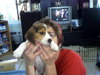 Gunner the Beagle Puppy