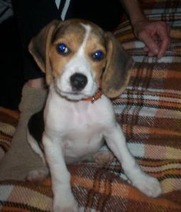 Gunner the Beagle Puppy