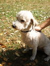 Parker the Poodle Mix
