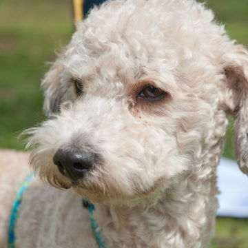 Parker the Poodle Mix